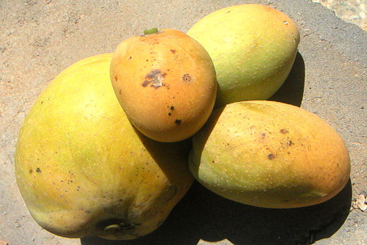 Man Goes Wild for Mangoes Compost