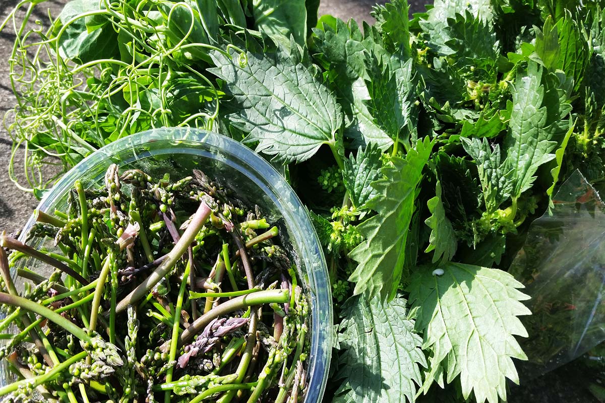 Wild Weed Pie Compost